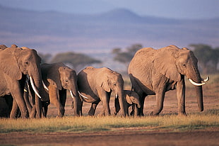 elephants wildlife photography HD wallpaper