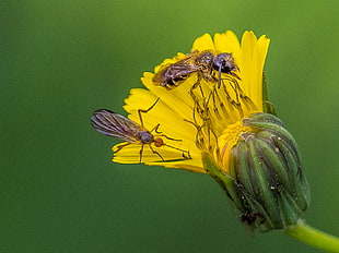 macro photo of two flies on yellow flower