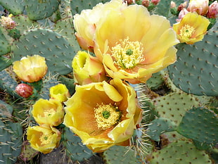 yellow cactus flower HD wallpaper