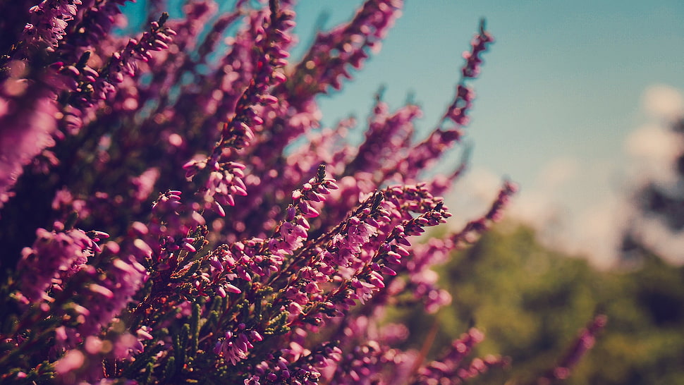 purple lavenders, flowers, nature, pink flowers HD wallpaper