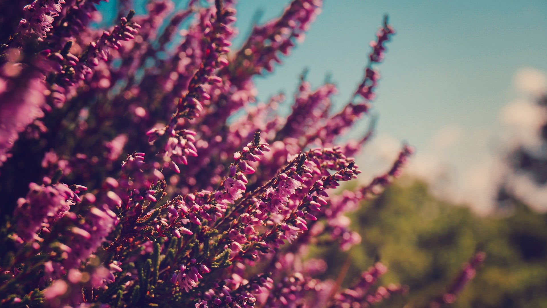 purple lavenders, flowers, nature, pink flowers