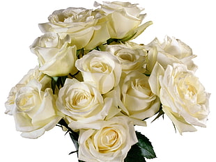 Roses,  Flowers,  Bouquet,  White HD wallpaper