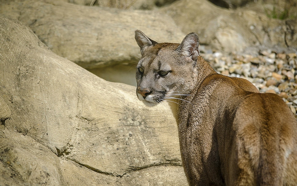 brown lioness, animals, pumas HD wallpaper