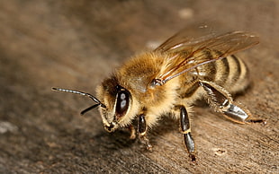 yellow and brown Honey bee HD wallpaper
