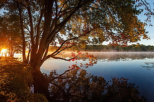 photography of brown leaf tree near body of water