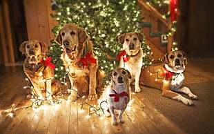 five dogs behind Christmas tree