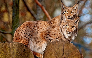 photography of two brown cheetah on logs