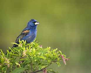 selective photography blue bird on green leaf plants