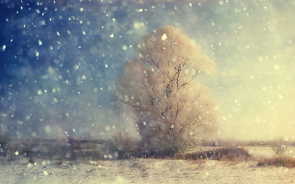 snow rain with brown tree photo HD wallpaper