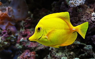 close photo of yellow fish