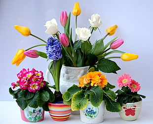 yellow, pink, and white petaled flower photo with white ceramic vase near white wall surface