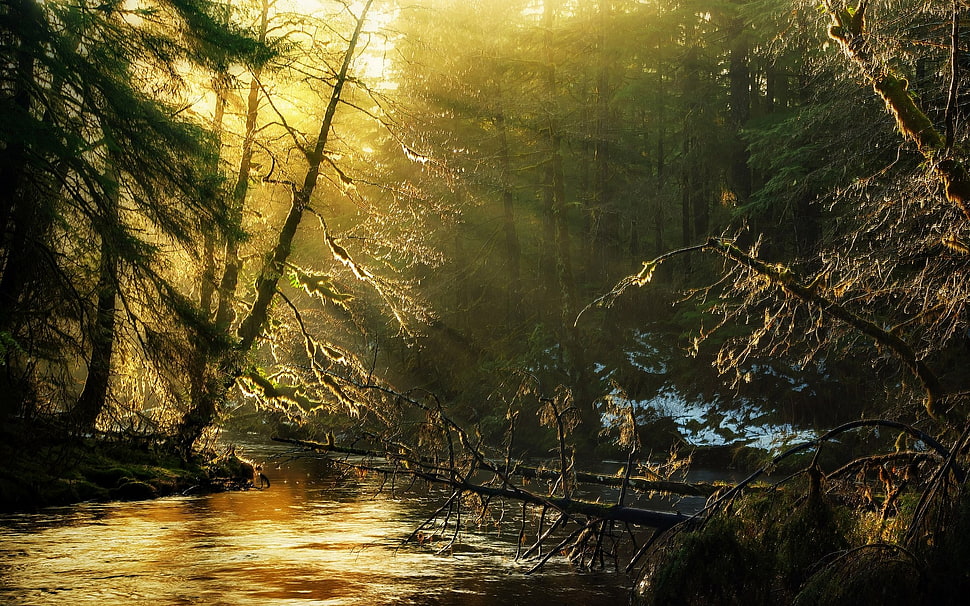 green trees, sun rays, nature, forest, landscape HD wallpaper