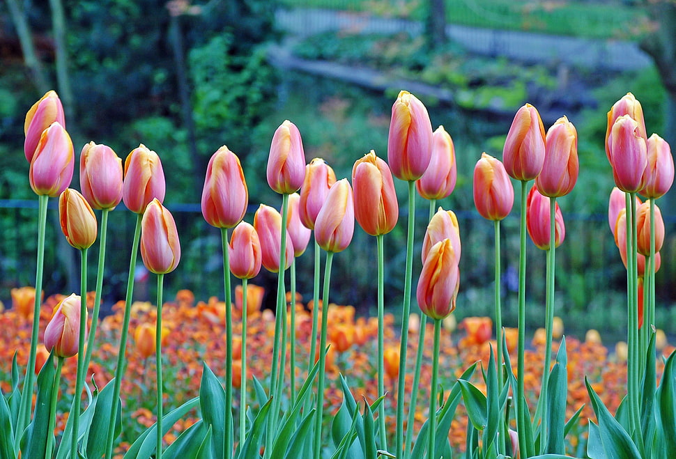 selective focus photography of pink Tulips near tree at daytime HD wallpaper