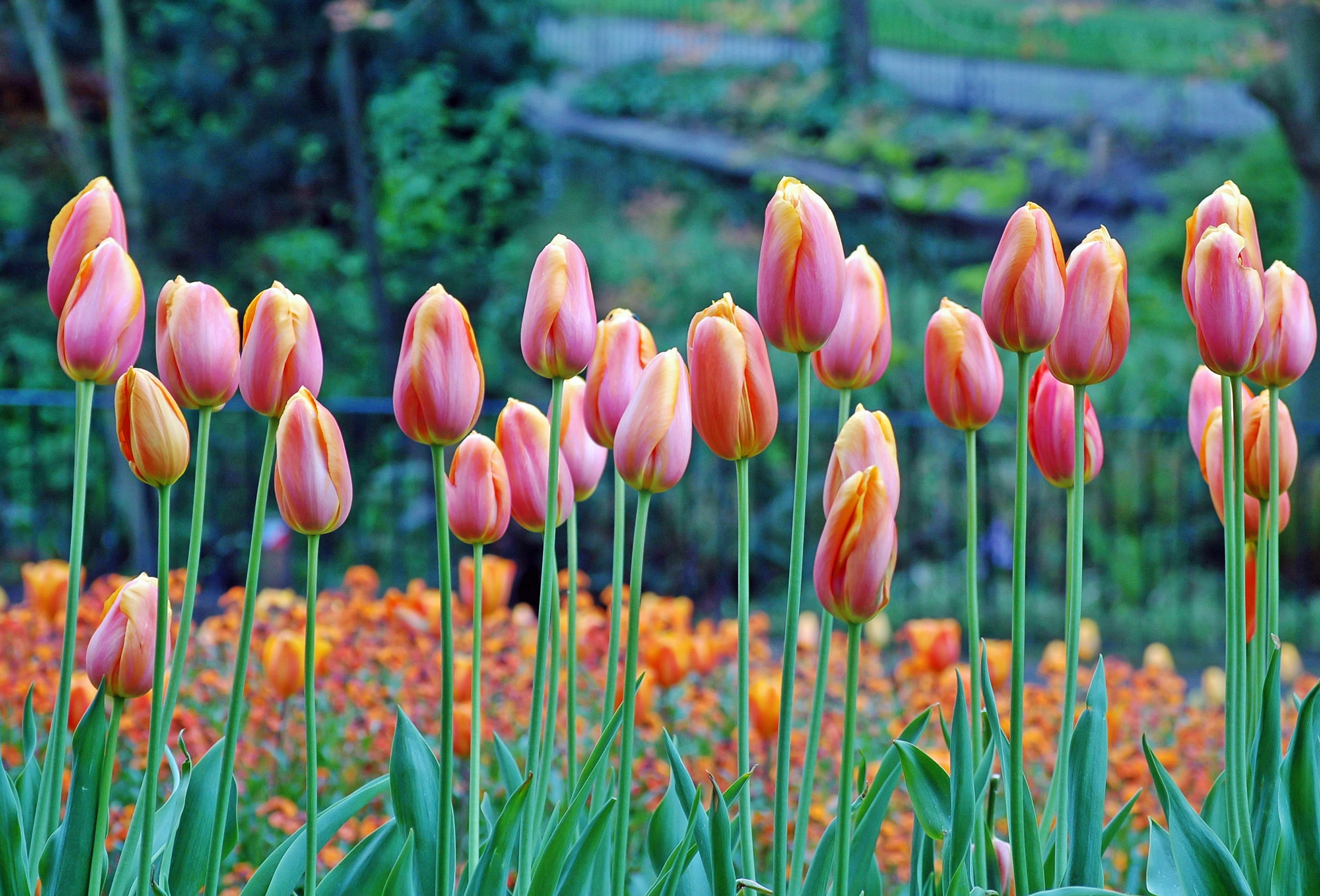 selective focus photography of pink Tulips near tree at daytime