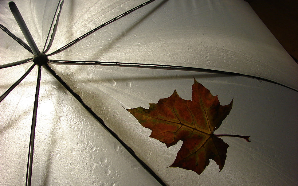 brown maple leaf on white umbrella HD wallpaper