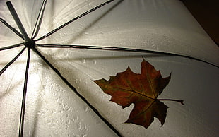 brown maple leaf on white umbrella