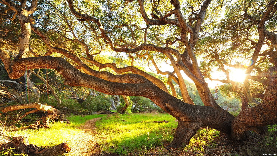 green leaf tree beside pathway HD wallpaper