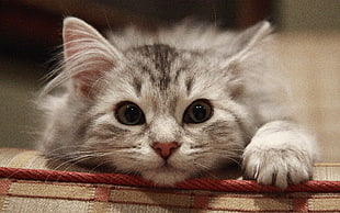 gray Tabby kitten lying on sofa