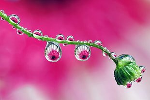 macro shot of rain drops on green flower HD wallpaper