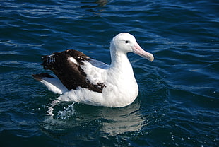 white and black duck on the water