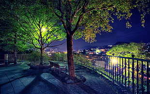 green leafed trees, night view, trees, bench