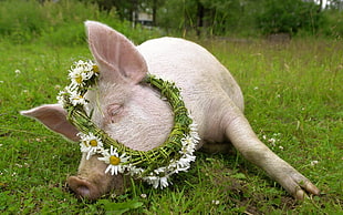 pink pig with white floral wreath on the green grass field