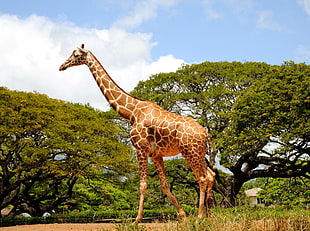 photo of Giraffe HD wallpaper