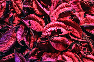 purple and pink leaves photography