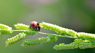 red and black ladybug, ladybugs, plants, nature, insect