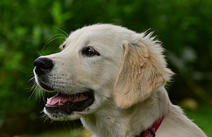adult beige Labrador, Labrador, Puppy, Muzzle