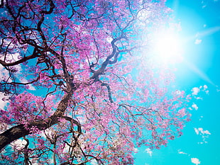 worms eyeview photography of pink cherry blossoms