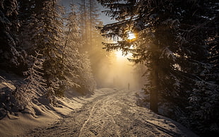 person walking between trees in sunset, forest, winter, snow, walking