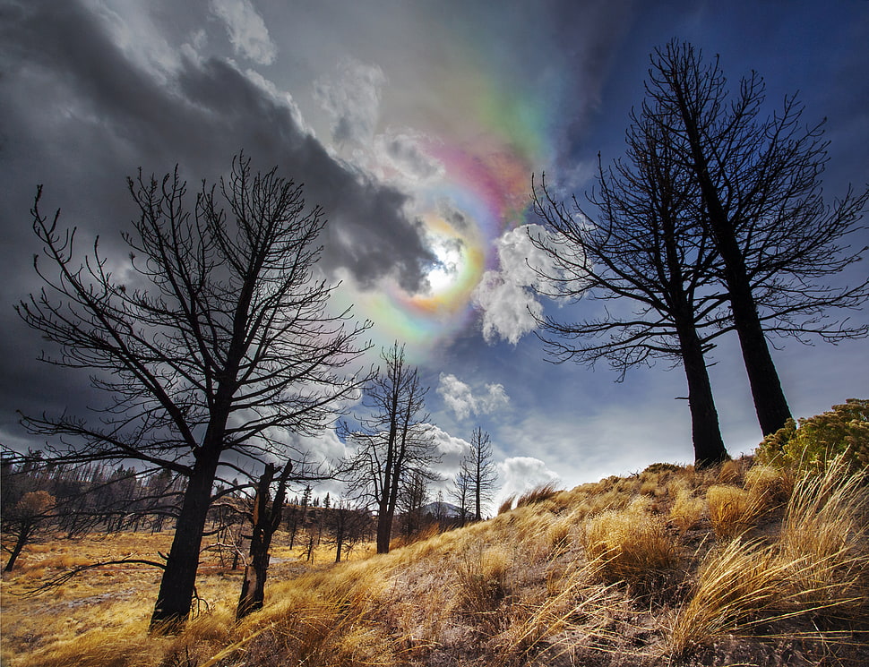low angle view of leafless trees on grassland, lee vining HD wallpaper
