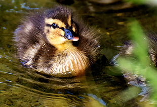 macro photography of brown and yellow duck on body of water during daytime