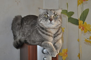 silver tabby cat looking at the top lying on the speaker