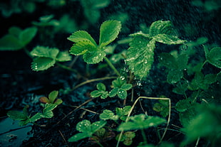 shallow focus photography ofgreen plant HD wallpaper
