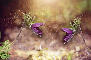 micro photography of purple flowers HD wallpaper