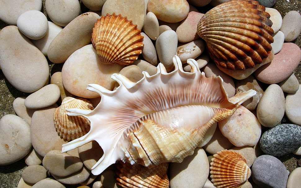 brown seashells, stones, seashells, seashell HD wallpaper