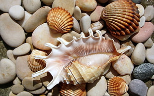brown seashells, stones, seashells, seashell HD wallpaper