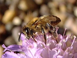 selective focus photography of yellow and brown bee in lavender petaled flower, honey bee, scabious, sandy, bedfordshire