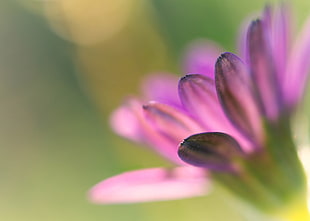 close up photo of purple flower, daisy HD wallpaper