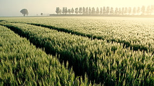 landscape photo of green grass field HD wallpaper