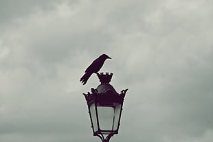 black raven bird, Paris, street light, horizon, gray