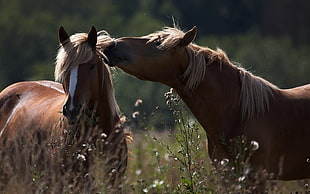 photography of two brown horses during day time HD wallpaper