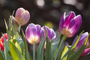 purple tulips HD wallpaper