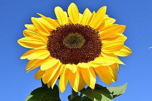sunflower under clear blue sky HD wallpaper