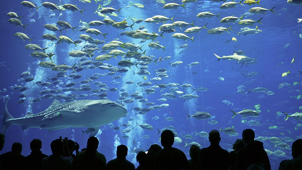 grey whale shark, fish, underwater, aquarium HD wallpaper