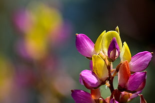 purple and yellow Orchid flower close-up photo