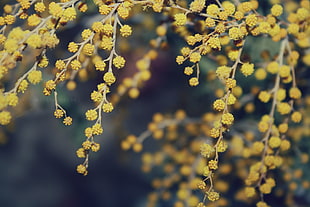 selective photo of yellow flower plant