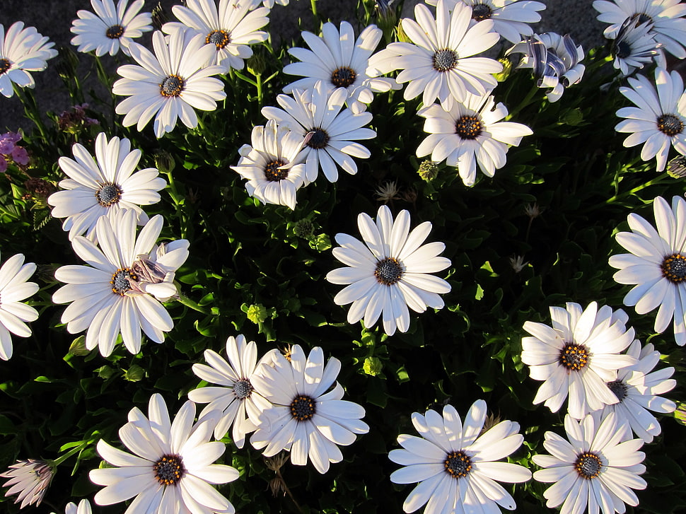 white flowers photography HD wallpaper